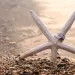 A starfish on the sand with 2 wedding rings next to it.